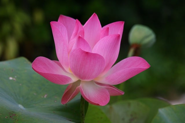 Jak się mówi po angielsku sukienka? Jak się mówi po angielsku sukienka?