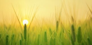 Czy mieszkanie w bloku to gospodarstwo domowe?