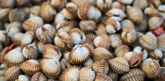 Czy lampy na łuszczycę opinie?