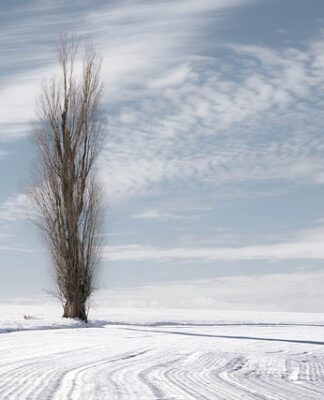 Czy topola to twarde drewno?