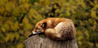 Do czego służy czerwone światło fotonowe?