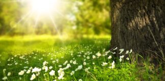 Czy światło terapia opala?