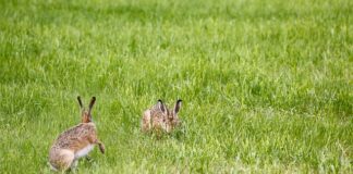Jak dobrać lampę UV?