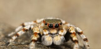 Czy są pająki w Grecji?