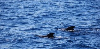 Jak rozpocząć przygodę z Morsowaniem?