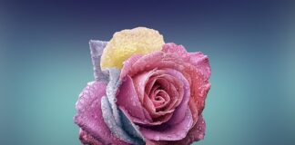 Czym się rożni Cross od trekkingu?