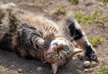 Co cyka na Krecie? Co cyka na Krecie?