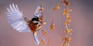 Jaki okular do obserwacji mgławic?