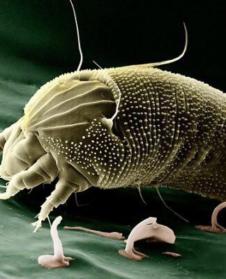 Jakie powiększenie jest potrzebne do obserwacji planet? Jakie powiększenie jest potrzebne do obserwacji planet?