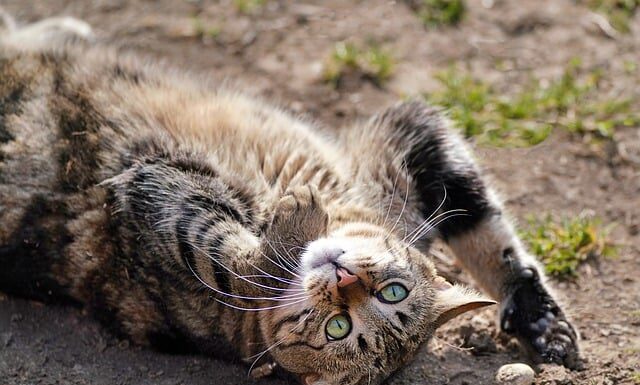 Co świerszczy na Krecie?