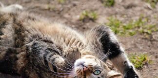 Czy na Krecie są niebezpieczne zwierzęta?