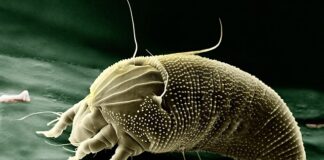 Jakie powiększenie lunety na 300m?