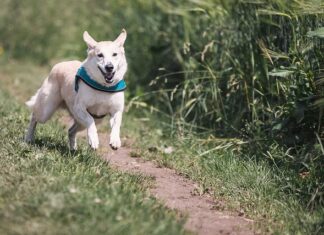 Czy można codziennie biegać na bieżni? Czy można codziennie biegać na bieżni?