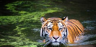 Jaka krotność lunety na polowaniu zbiorowym?