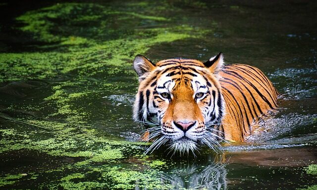 Jaka krotność lunety na polowaniu zbiorowym?