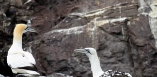 Jakie gripy wybrać?