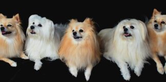 Jak powinny być ustawione rogi w rowerze?