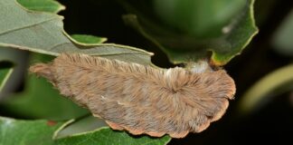 Jaka Cykada na bolenia?