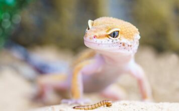 Czy w Polsce będziemy jeść robaki? Czy w Polsce będziemy jeść robaki?