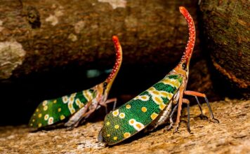 Kiedy cykady mają okres godowy? Kiedy cykady mają okres godowy?