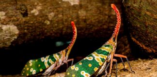 Co to są Cykady na Cykladach?