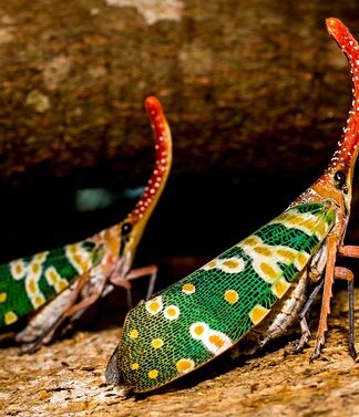 Czego symbolem jest Cykada?