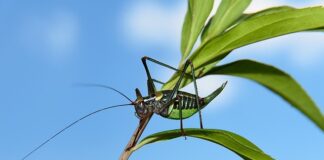 Co oznacza świerszcz w domu?