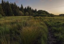 Czy można cumować na dziko?