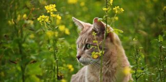 Dlaczego na Cyprze jest dużo kotów?