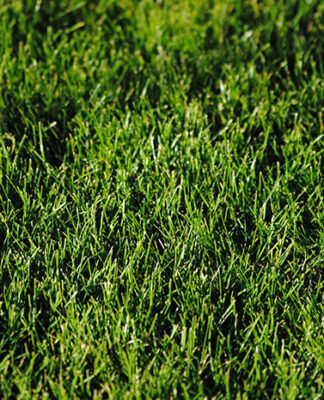 Jaki jest najlepszy nawóz do trawników